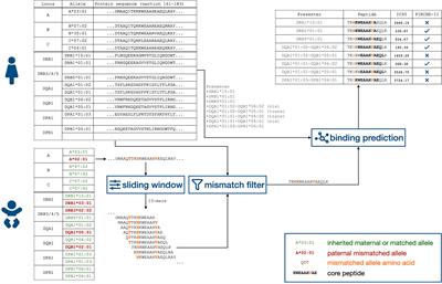 Peptides Derived From Mismatched Paternal Human Leukocyte Antigen Predicted to Be Presented by HLA-DRB1, -DRB3/4/5, -DQ, and -DP Induce Child-Specific Antibodies in Pregnant Women